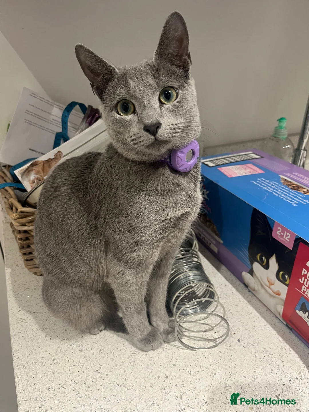 Russian Blue cats for sale: 2 gorgeous 8 month old Russian blue girls  - Advert 2