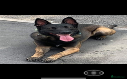 Belgian Shepherd Dog dogs for sale: Belgian Malinois Puppies - Image 13