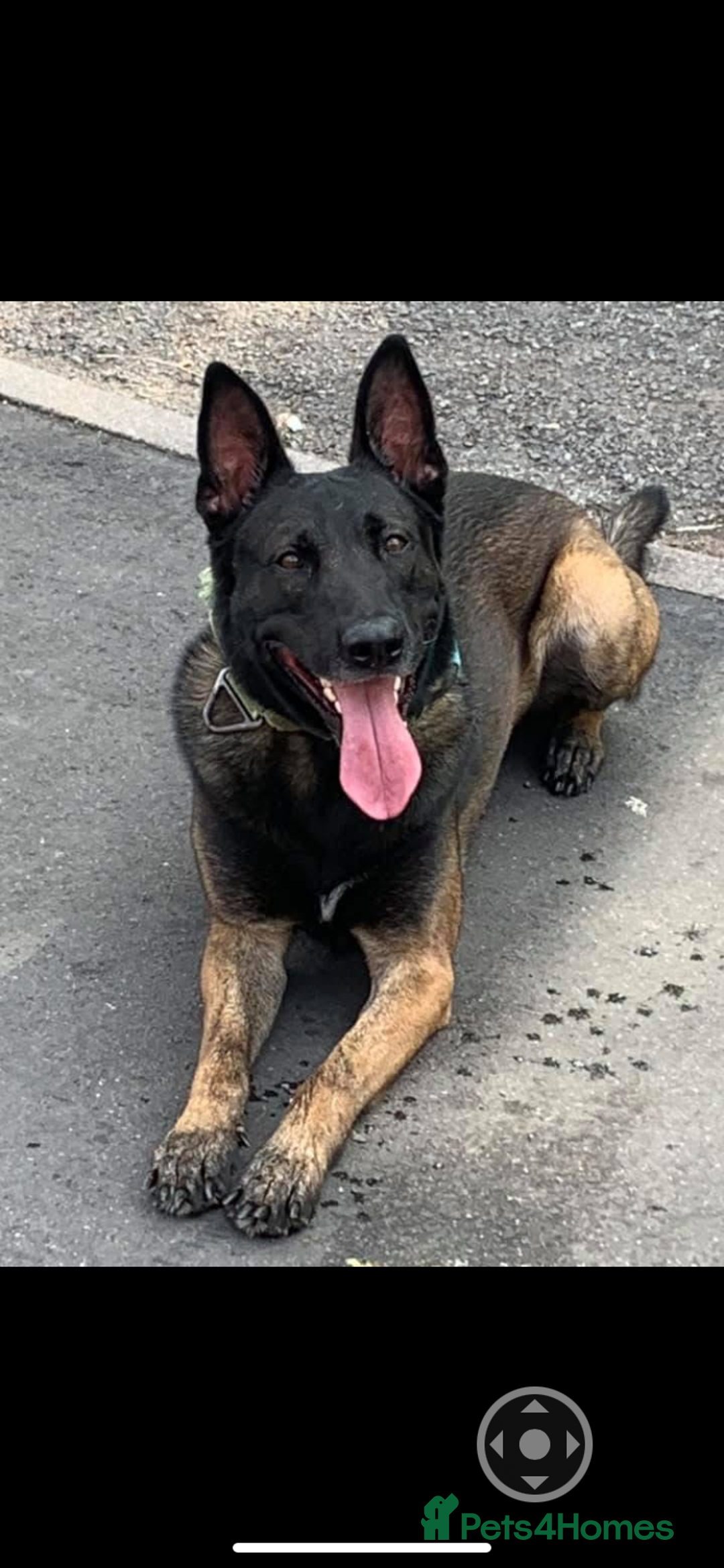 Belgian Shepherd Dog dogs for sale: Belgian Malinois Puppies - Image 13