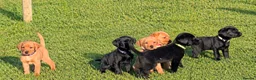 Labrador Retriever dogs for sale: Fully Health Tested/RKC Labrador Pups - Ready May - Advert 6