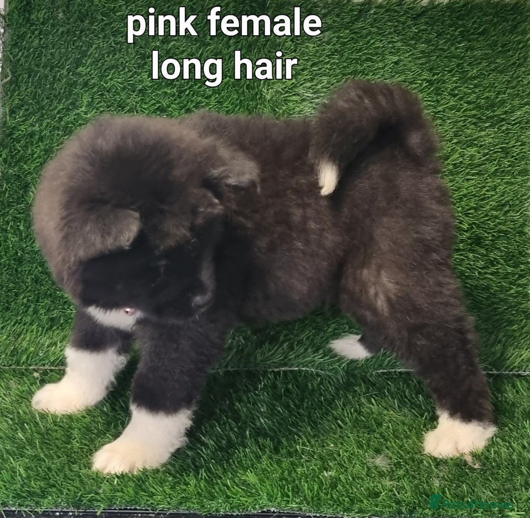 Akita dogs for sale: Akita pups - Advert 6