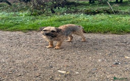 Border Terrier dogs for stud: Border terrier stud dog  - Image 2
