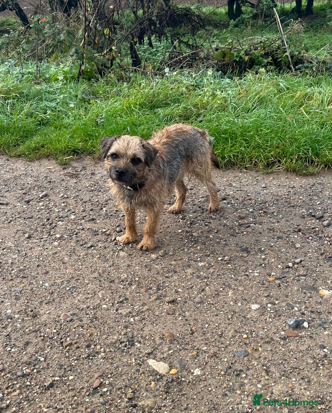 Border Terrier dogs for stud: Border terrier stud dog  - Image 2