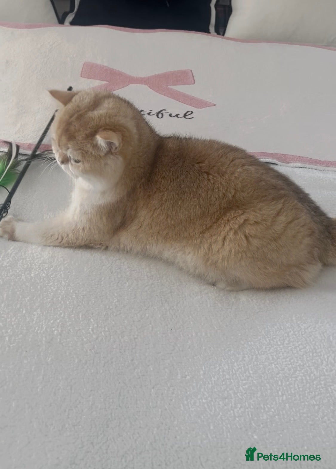British Shorthair cats Tica Registered Ny12 Golden British Shorthair Girl - Advert 17