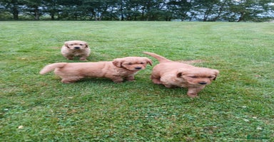 Golden Retriever dogs - Advert 12