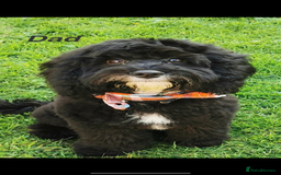 Mixed Breed dogs for sale: Miniature Schnauzer X Cockapoo - Image 10