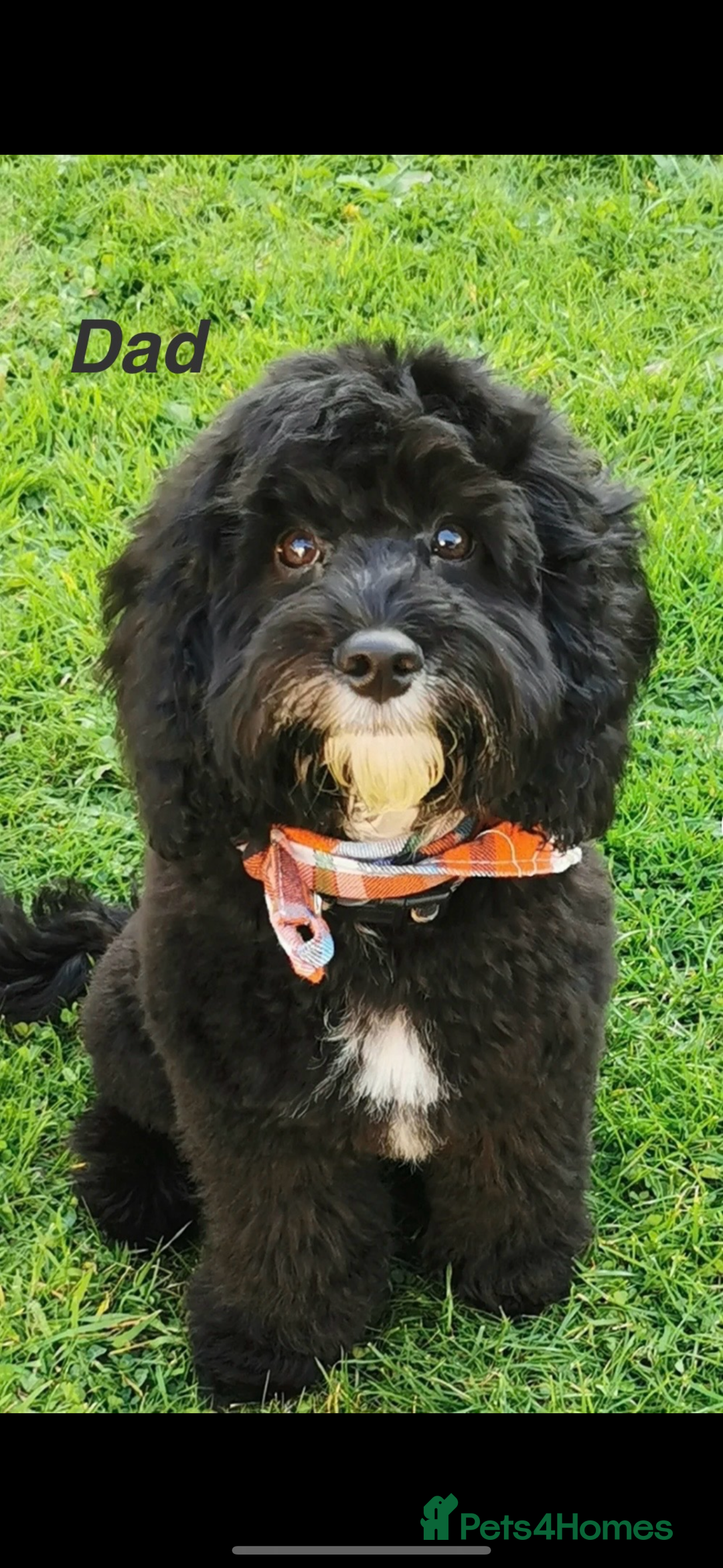 Mixed Breed dogs for sale: Miniature Schnauzer X Cockapoo - Image 10