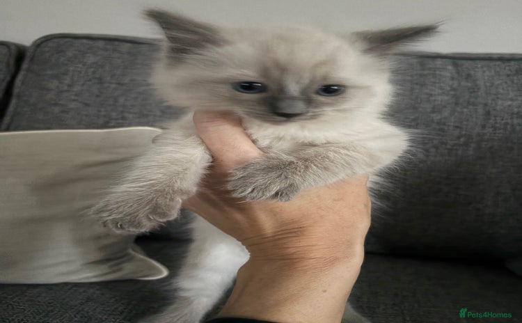 Ragdoll cats - Advert 12