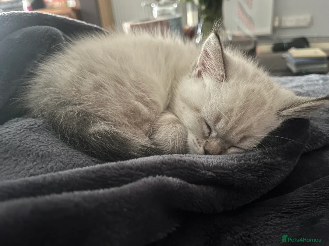 British Shorthair cats for sale: A beautiful kittens British shorthair  - Advert 28