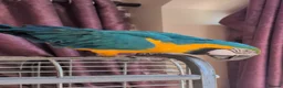 Parrots birds for sale: Blue gold macaw  in Enniskillen - Advert 2