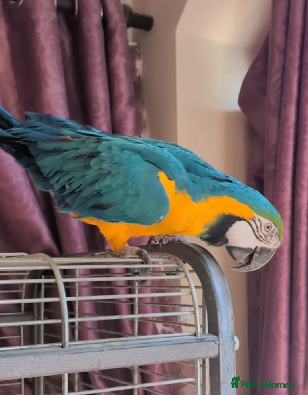 Parrots birds for sale: Blue gold macaw  in Enniskillen - Advert 2