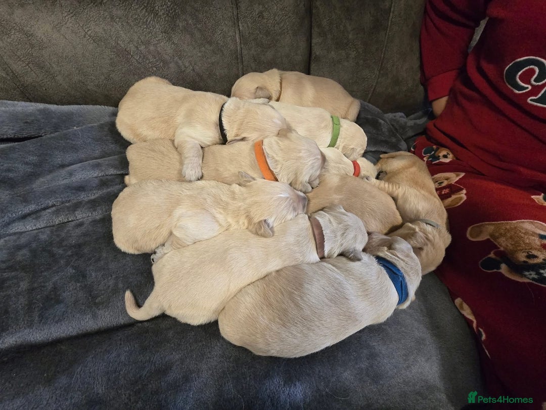 Golden Retriever dogs for sale: Stunning Golden Retrievers. 4 Boys / 4 Girls - Advert 7