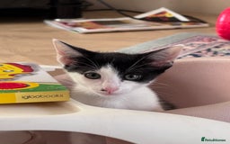Oriental cats for sale: Ready now! Oriental shorthair kittens mix - Image 27