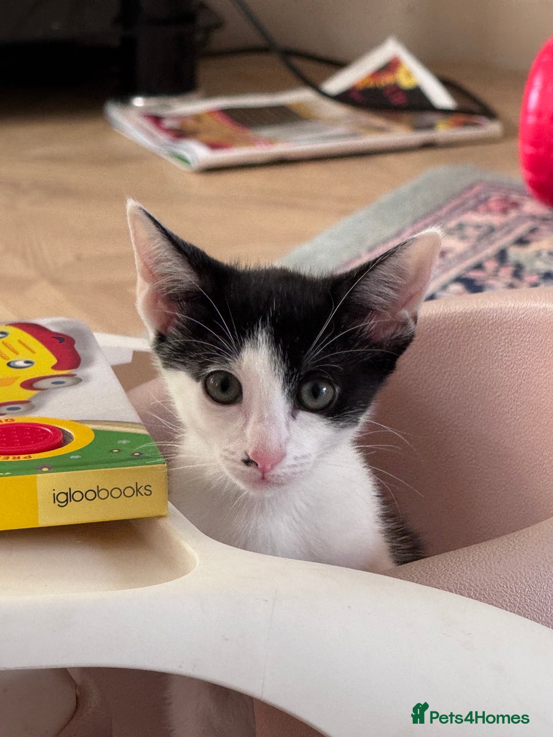 Oriental cats for sale: Ready now! Oriental shorthair kittens mix - Image 27