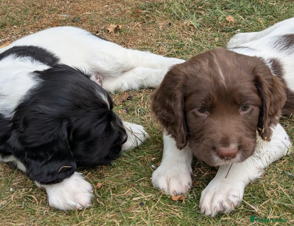 English Springer Spaniel dogs - Advert 9