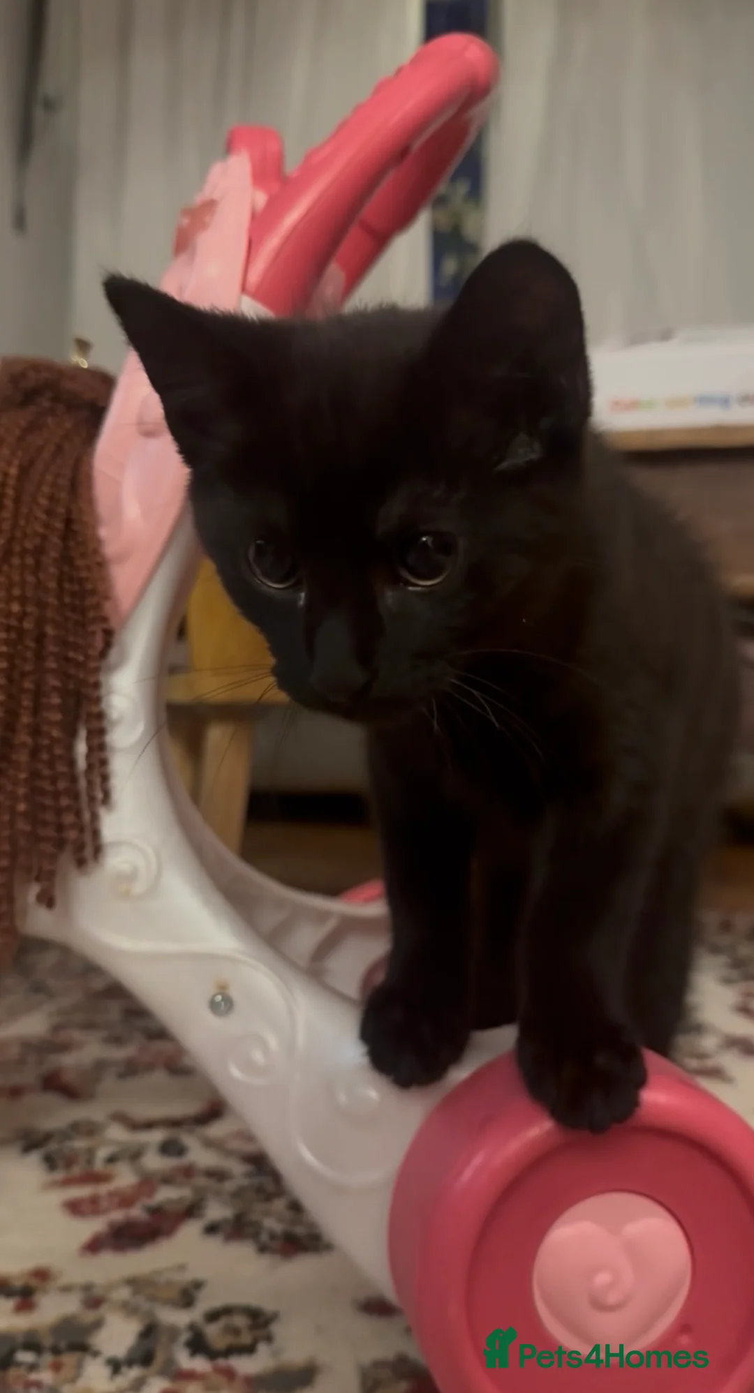 Mixed Breed cats for sale: black female - Advert 5