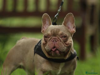French Bulldog dogs Small and compact New Shade Isabella in Norwich - Advert 3