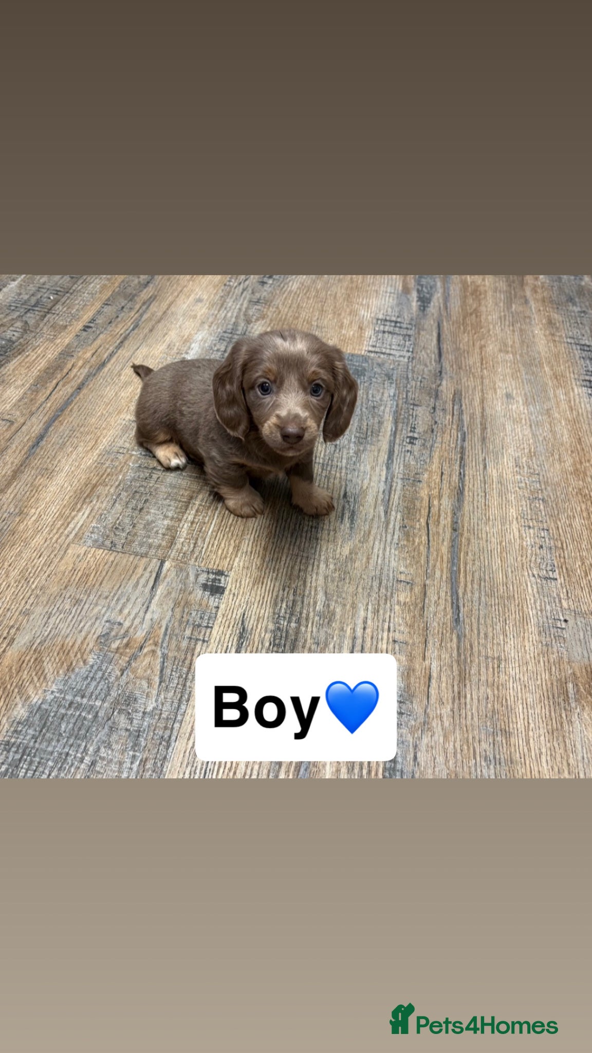 Miniature Dachshund dogs 3 x miniature Dachshunds  - Advert 6