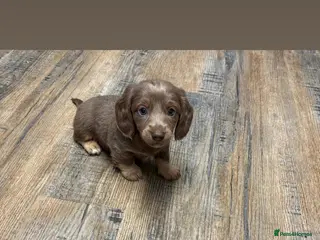 Miniature Dachshund dogs 3 x miniature Dachshunds - Advert 6