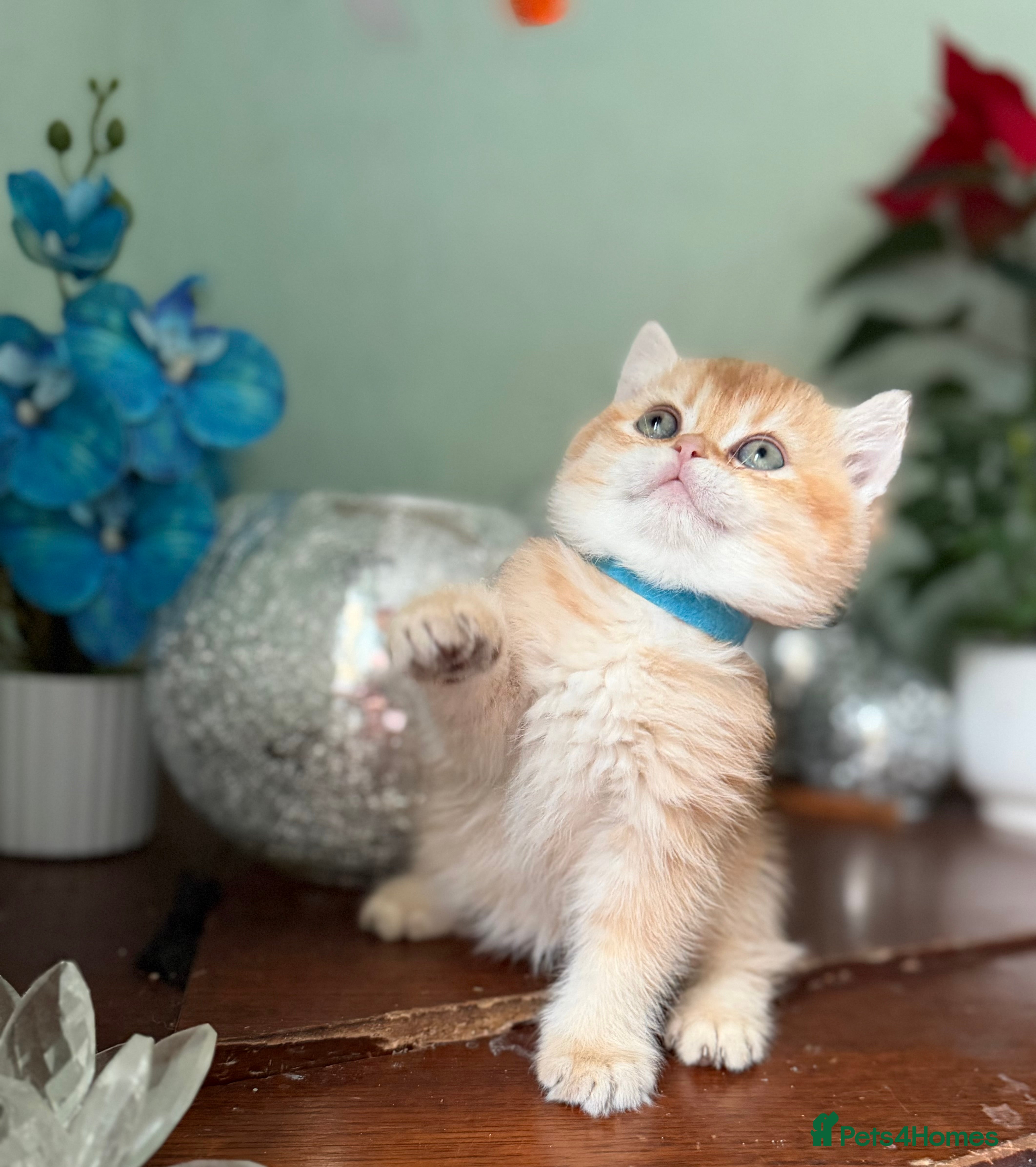 British Shorthair cats Adorable British shh golden kittens GCCF  - Advert 6