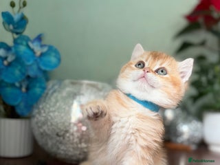 British Shorthair cats Adorable British shh golden kittens GCCF - Advert 6