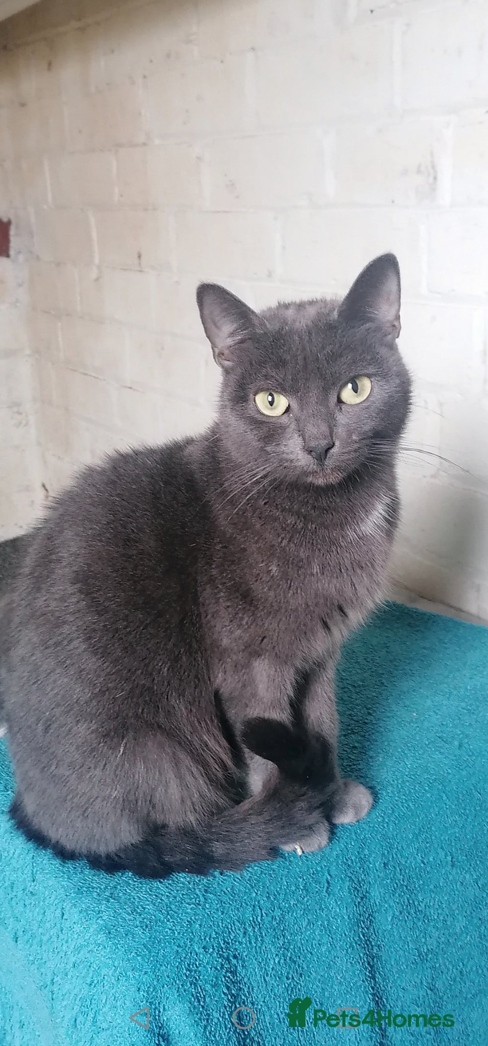 Mixed Breed cats Bombay Tuxedo Mixed Breed  - Advert 5