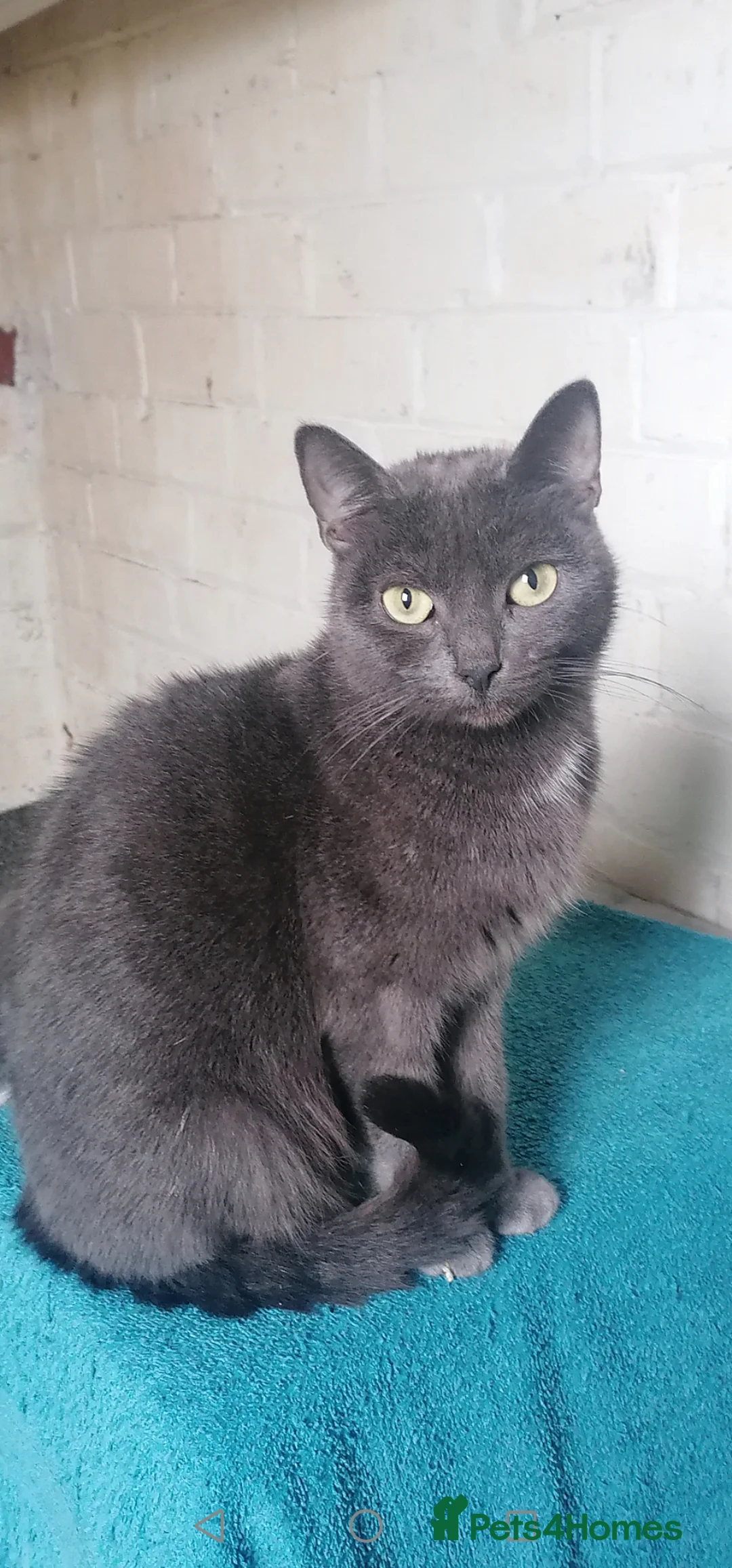 Mixed Breed cats for sale: Bombay Tuxedo Mixed Breed  - Advert 1