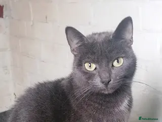 Mixed Breed cats Bombay Tuxedo Mixed Breed - Advert 10