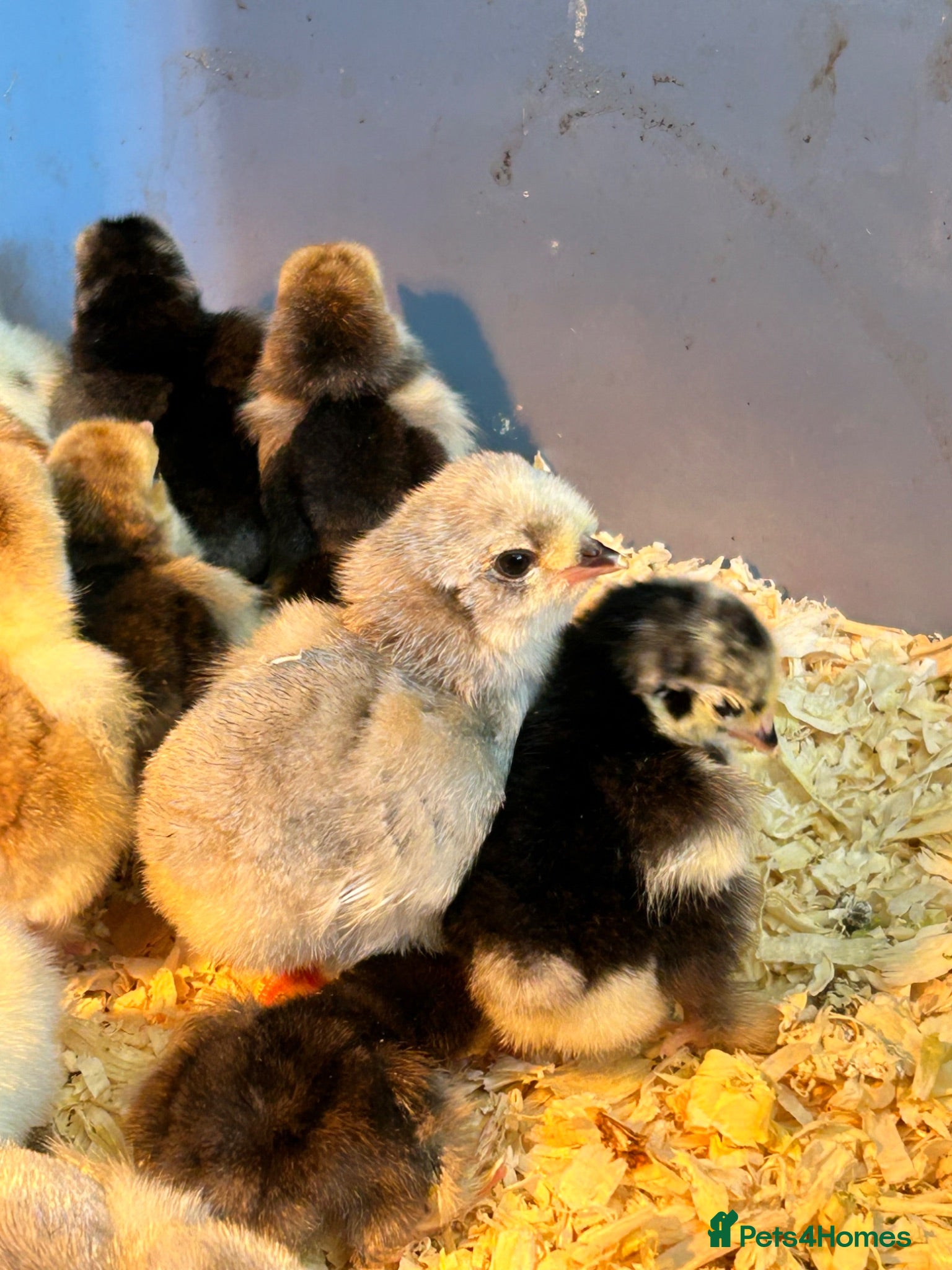Chickens poultry Araucana Chicks, Lavender L/F - Advert 13