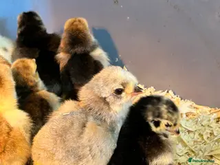 Chickens poultry Araucana Chicks, Lavender L/F - Advert 13