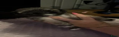 Shih Tzu 2