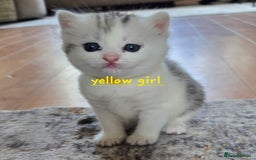 Mixed Breed cats for sale: Persian x kittens  - Image 14