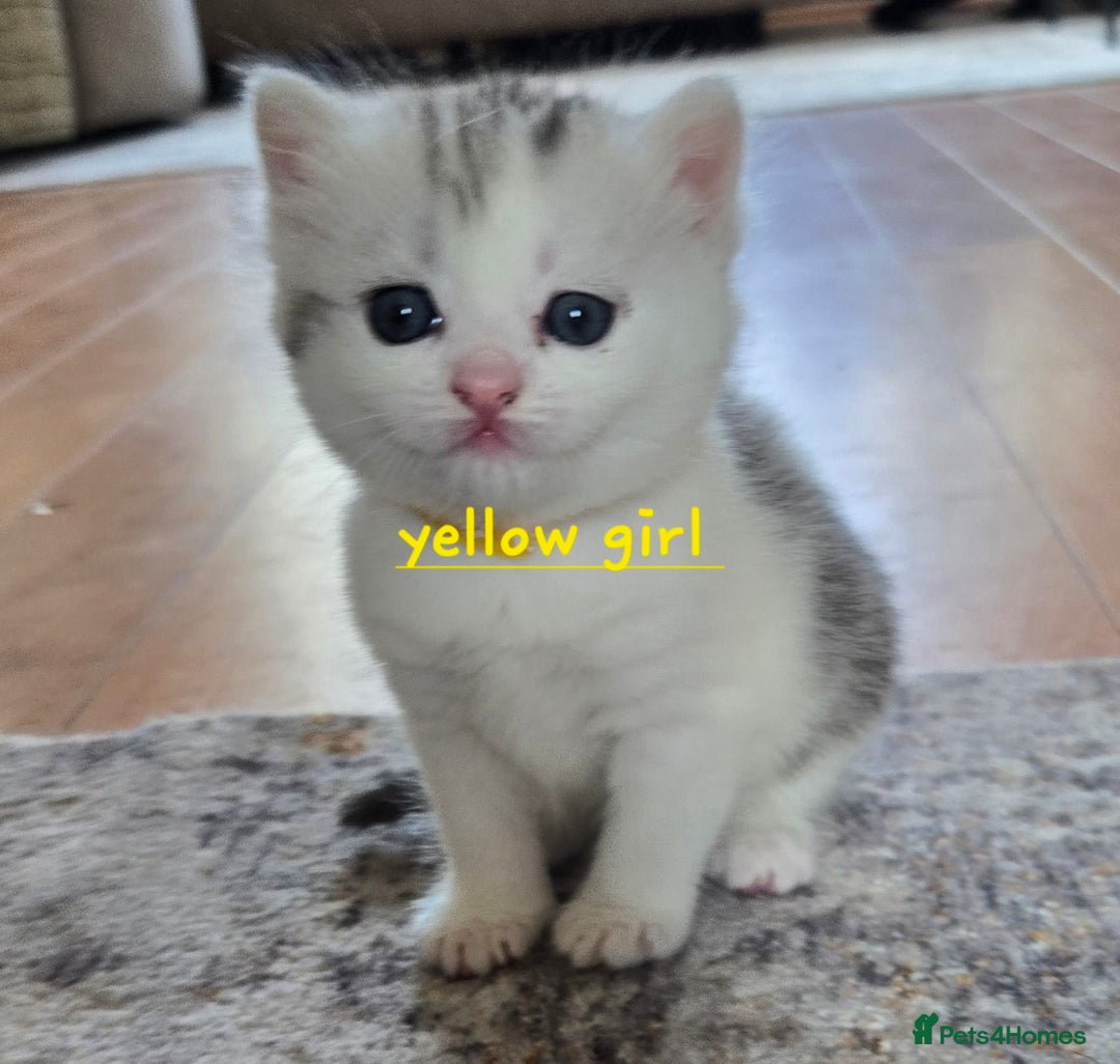 Mixed Breed cats for sale: Persian x kittens  - Image 14