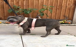 Staffordshire Bull Terrier dogs for sale: STUNNING CHAMPION BRED LITTER - Image 21