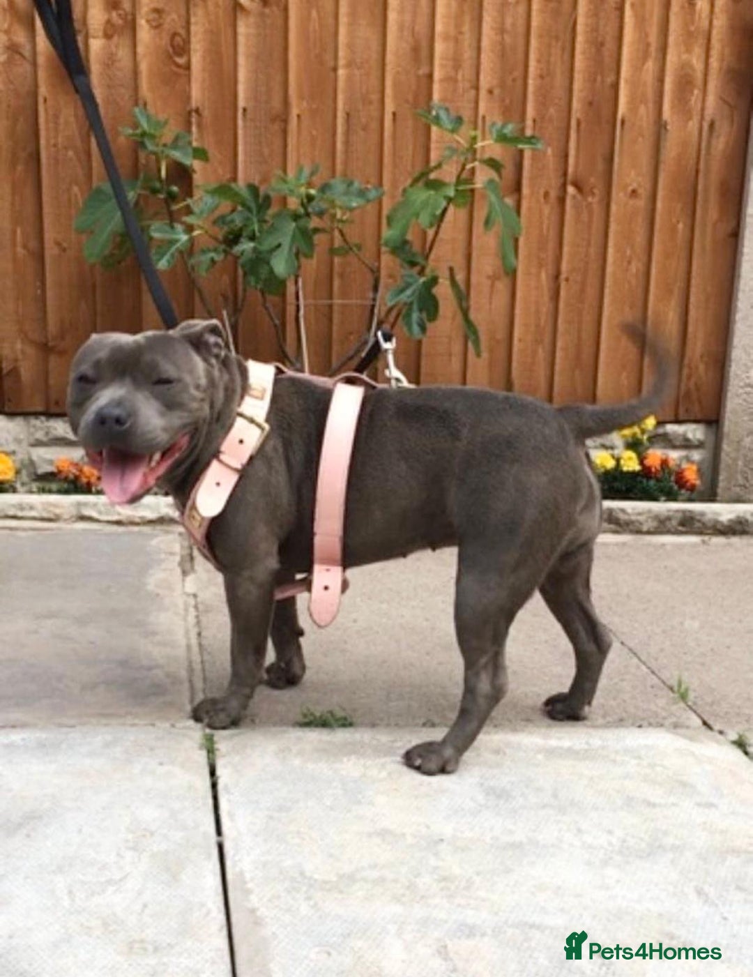 Staffordshire Bull Terrier dogs for sale: STUNNING CHAMPION BRED LITTER - Image 21