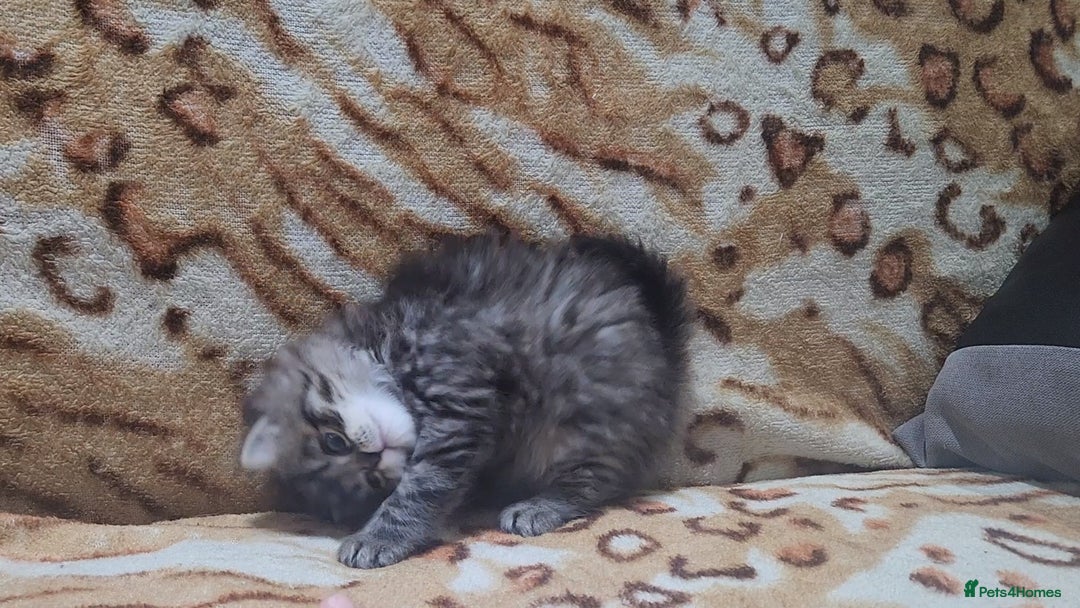 Mixed Breed cats for sale: Two Perdoll Female Kittens Looking for a Home - Image 22