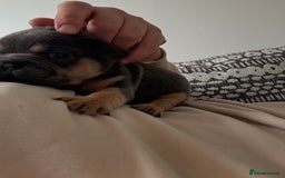 French Bulldog dogs for sale: All Male French’s Bulldog litter - Image 9