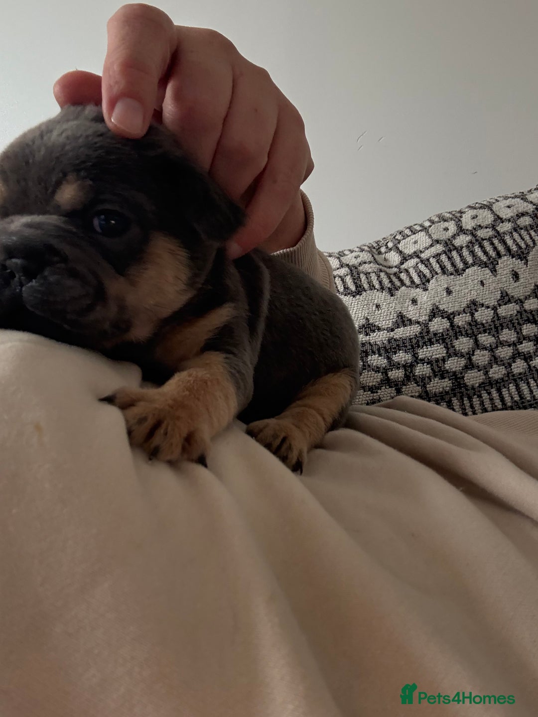 French Bulldog dogs for sale: All Male French’s Bulldog litter - Image 9