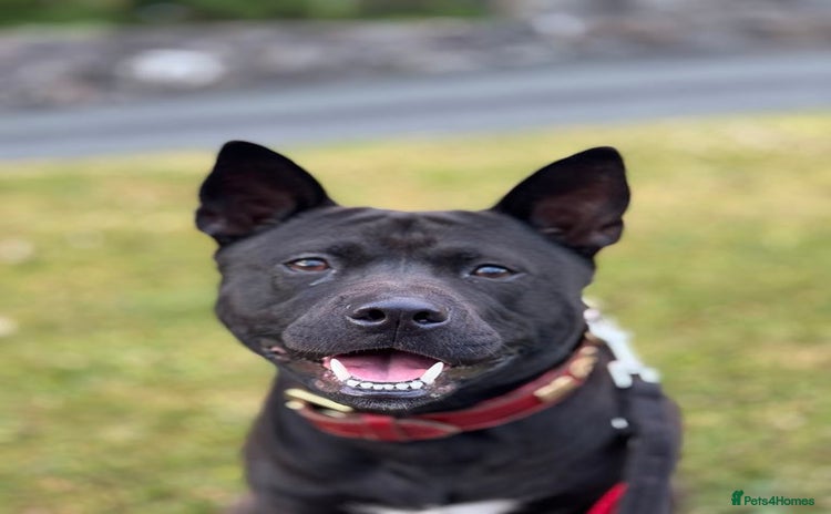 Mixed Breed dogs - Advert 1
