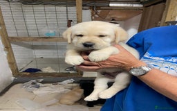 Labrador Retriever dogs for sale: Labrador Retievers  top quality Show type .  - Image 6