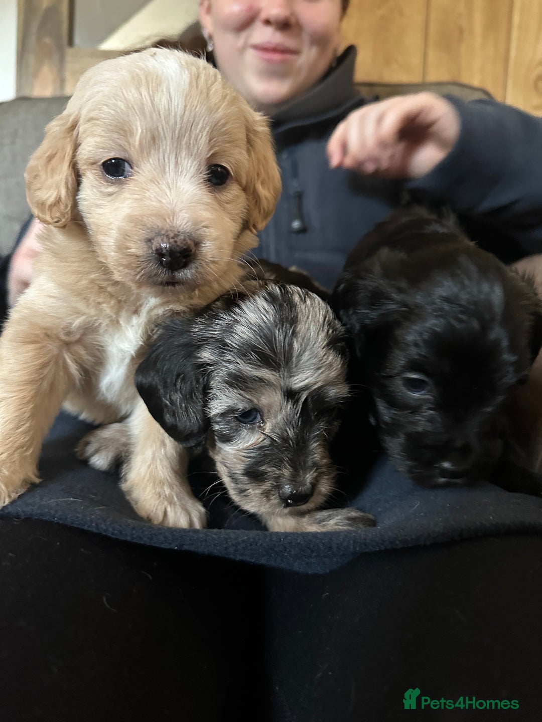 Mixed Breed dogs for sale: Cavapoo Beagle x Miniature Poodle  - Advert 21