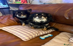 Chihuahua dogs for sale: Female Long Haired chihuahuas  - Image 4