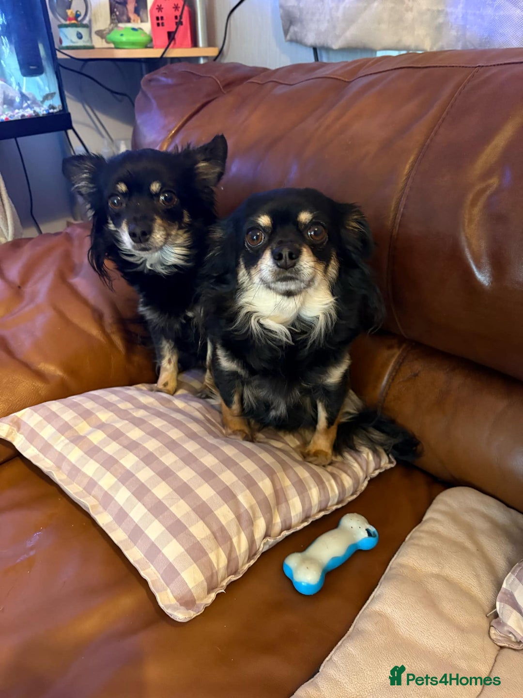 Chihuahua dogs for sale: Female Long Haired chihuahuas  - Image 4