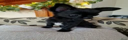 Chihuahua dogs for sale: REDUCED Chihuahua Puppies READY NOW - Advert 3