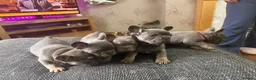 French Bulldog dogs for sale: French bulldog puppies  in Carluke - Advert 7