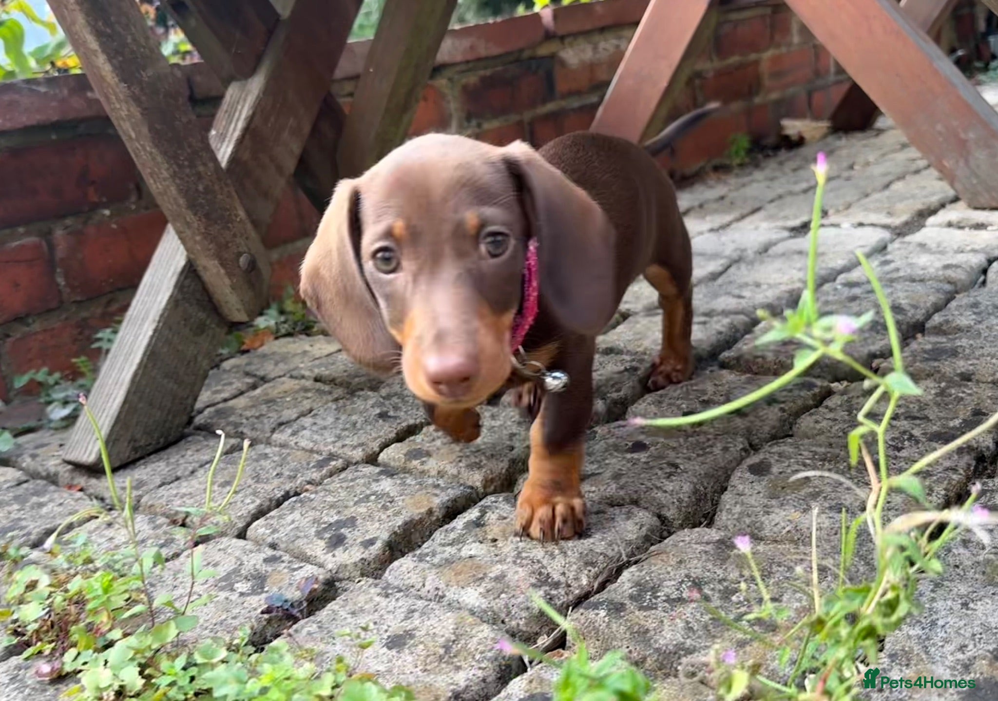 Miniature Dachshund dogs Smooth-haired miniature dachshund (last one!) - Advert 18