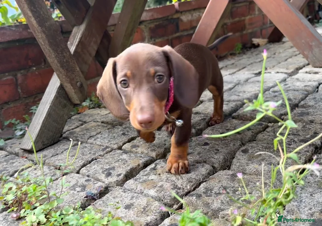 Miniature Dachshund dogs for sale: Smooth-haired miniature dachshund (last one!) - Advert 1