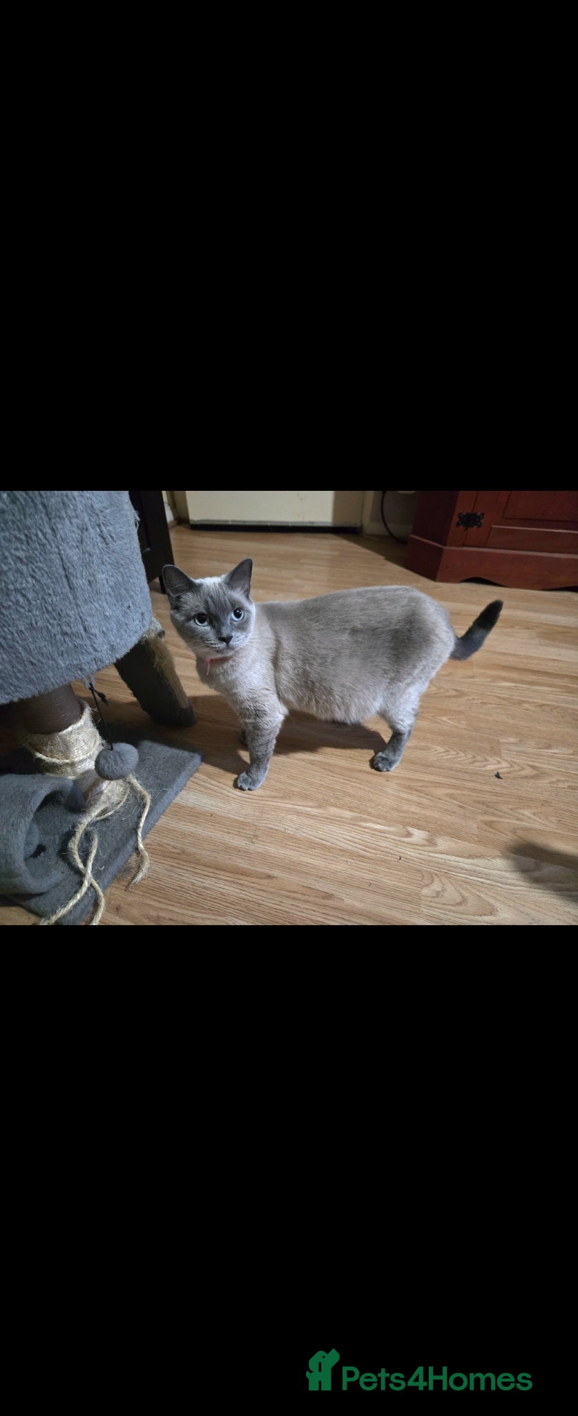 British Shorthair cats Maya and Oscare sale together 4 years old - Advert 1