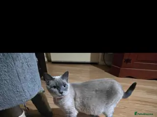 British Shorthair cats Maya and Oscare sale together 4 years old - Advert 1