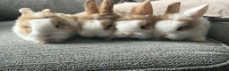 Mini Lion Lop rabbits for sale:  Beautiful Mini Lionhead Rabbit Babies 🐰 in Birmingham - Advert 3